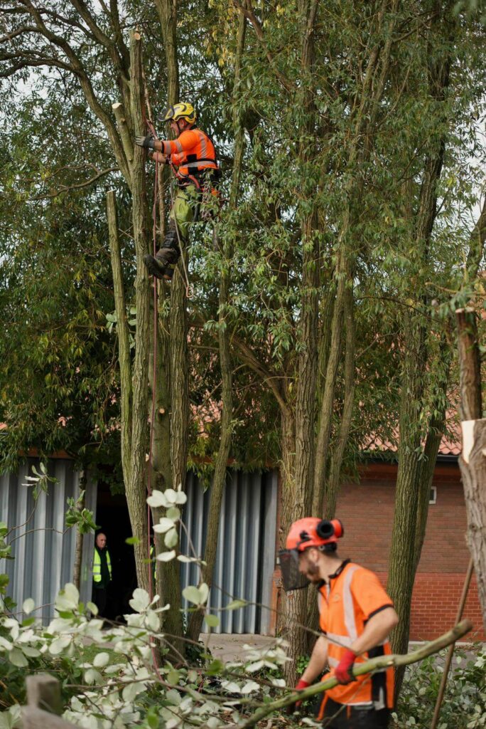 Small Tree Removal